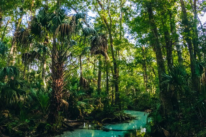 Rainbow Springs: Clear Kayak & Snorkel Eco Tour - The downstream return changes the rhythm