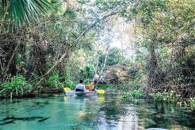 Rock Springs 2-Hour Glass Bottom Guided Kayak Eco Tour - Wildlife along the spring