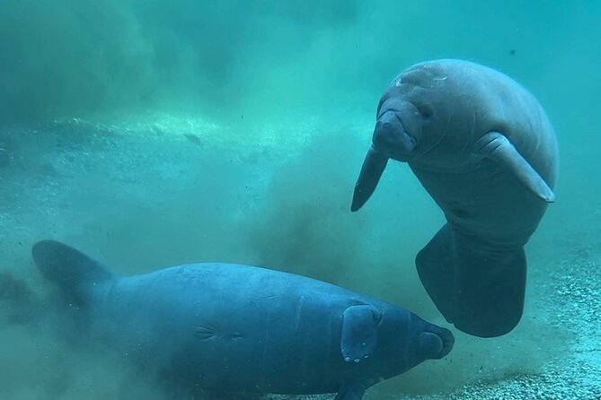 Sassy’s Silver Springs Kayak and Paddleboard Tours - Wildlife watching: manatees, alligators, turtles, and birds