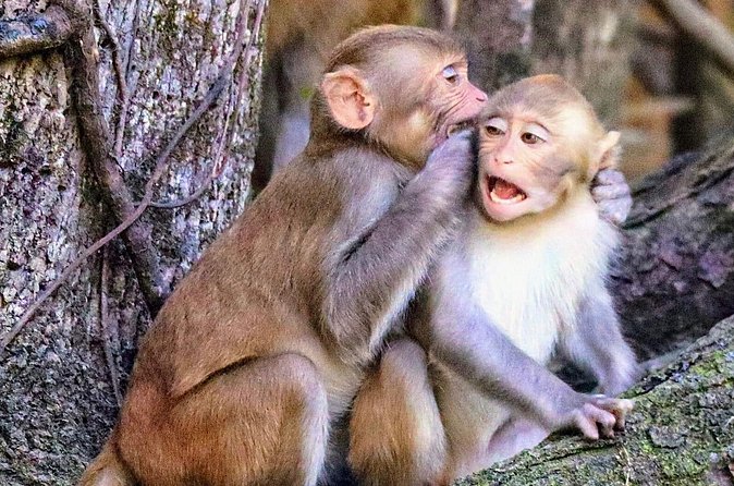 Sassy Silver Springs Kayak and Paddle Rental - Practical Tips Before You Book