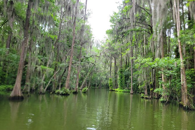 Scenic Half-Day Kayak or Paddleboard Rental – Dora Canal - A quiet Florida paddle from downtown Tavares