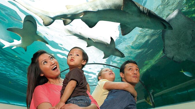 SEA LIFE Orlando Aquarium Admission Ticket at ICON Park - Key points to know before you go