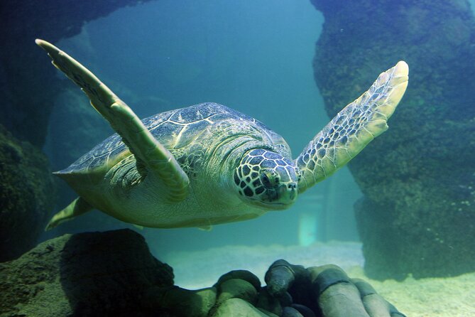 SEA LIFE Orlando Aquarium Admission Ticket at ICON Park - The glass tunnel is the aquarium’s main visual payoff