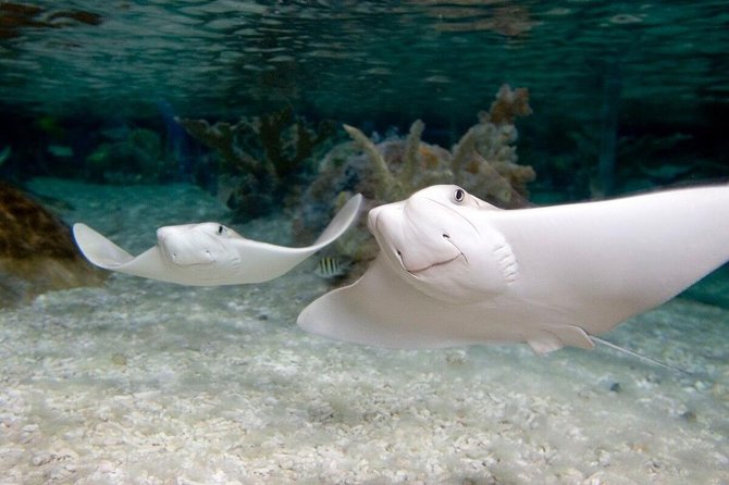 SEA LIFE Orlando Aquarium Admission Ticket at ICON Park - How long should you spend at the aquarium?