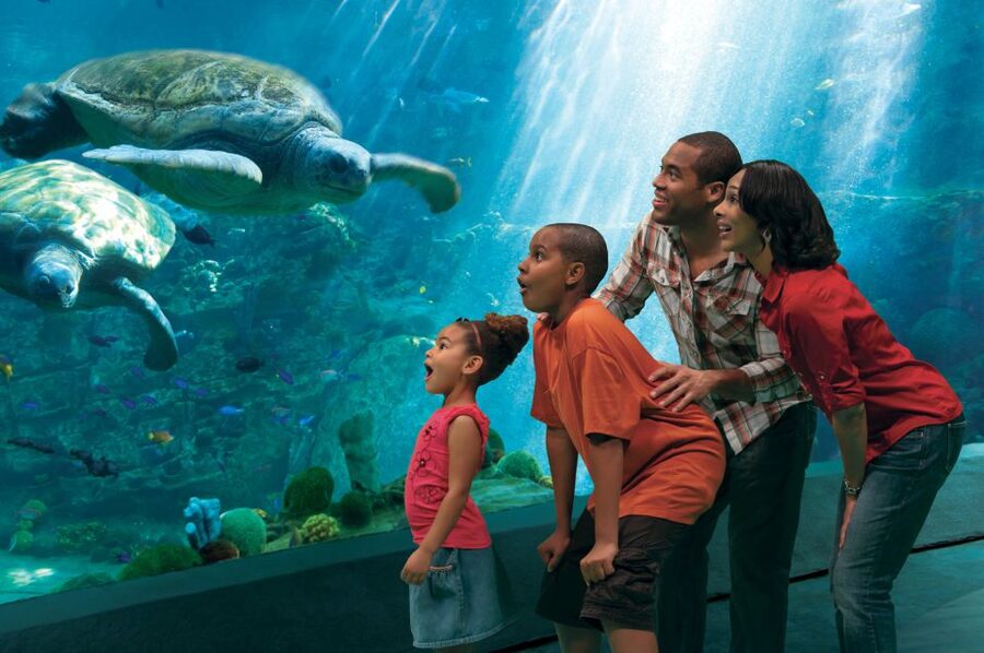 SeaWorld Orlando: Park Admission Ticket - Why SeaWorld works for both coaster fans and families