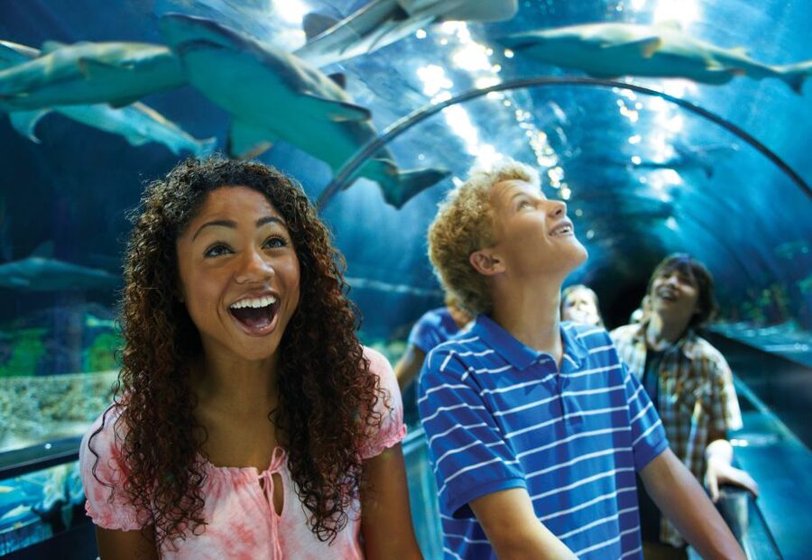 SeaWorld Orlando: Park Admission Ticket - Penguin Trek connects a coaster to Antarctica