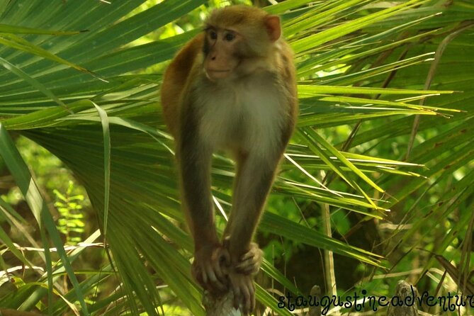 Silver Springs Clear Kayak Manatee, Monkey & Wildlife Adventures - Key points to know before booking