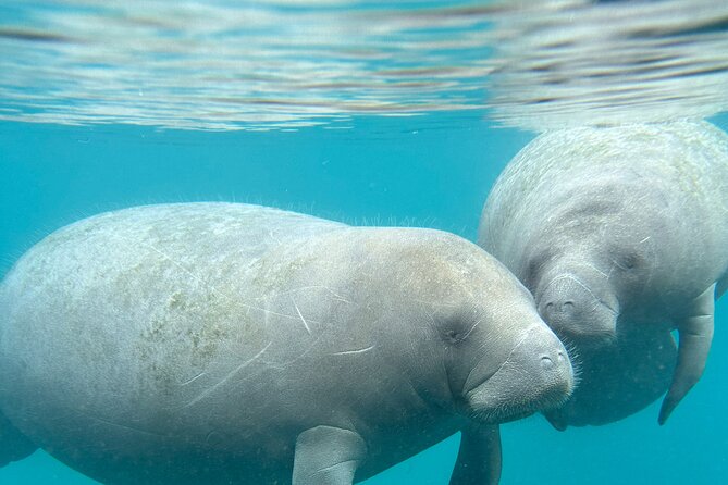 Silver Springs Clear Kayak Manatee, Monkey & Wildlife Adventures - How difficult is the paddle?