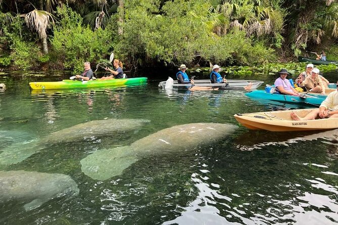 Silver Springs Clear Kayak Manatee, Monkey & Wildlife Adventures - Turning the paddle into a full Silver Springs day