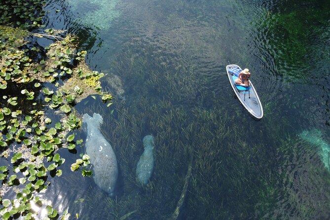 Silver Springs: Clear Kayak Wildlife Adventure - Wildlife Watch: Manatees, Monkeys, Gators, and More