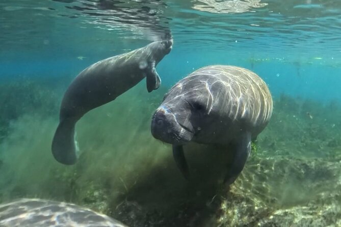Silver Springs: Clear Kayaking Wildlife Tour - What the roughly 90-minute river portion feels like