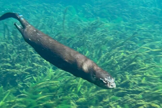 Silver Springs: Clear Kayaking Wildlife Tour - Price, group size, and what your $71 buys