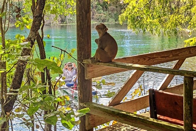 Silver Springs Jungle Kayaking and Paddleboarding - Silver Springs by kayak: clear water and close wildlife
