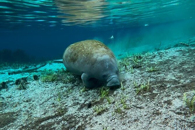 Silver Springs Jungle Kayaking and Paddleboarding - Manatees, alligators, and responsible wildlife watching