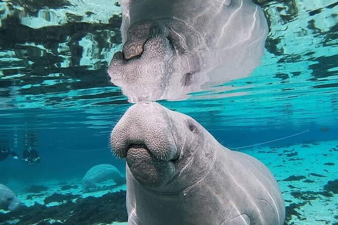 Silver Springs Manatee Kayak Tour - The honest drawbacks to consider