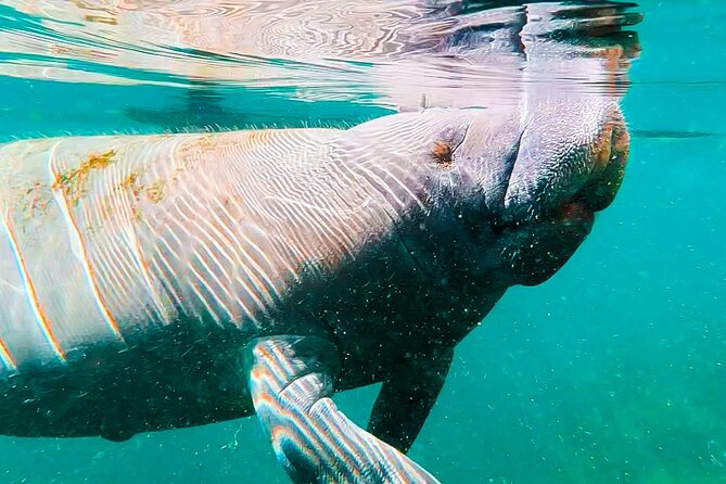 Silver Springs Manatee & Monkeys Paddle Board Tour - Starting at Silver Springs State Park