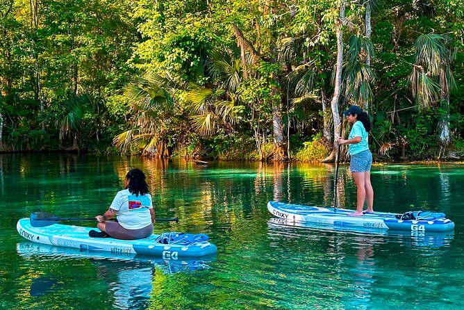 Silver Springs Manatee & Monkeys Paddle Board Tour - What the wildlife can add to your day