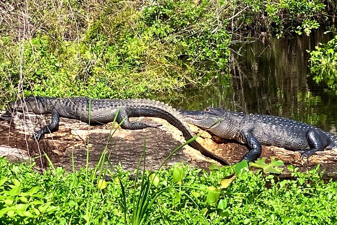 Silver Springs Premium Florida Wildlife Experience! - Why Silver Springs feels different from an ordinary Florida outing