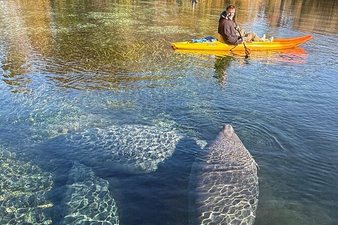Silver Springs Premium Florida Wildlife Experience! - Timing, weather, and planning details