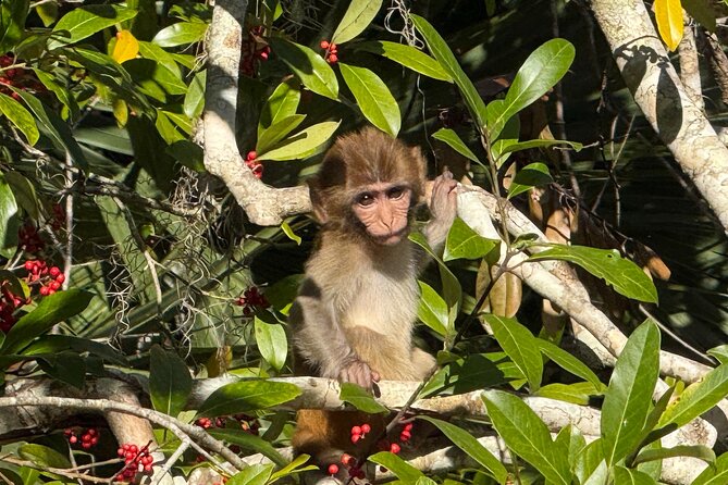 Silver Springs Premium Florida Wildlife Experience! - Should you book the Premium Silver Springs experience?