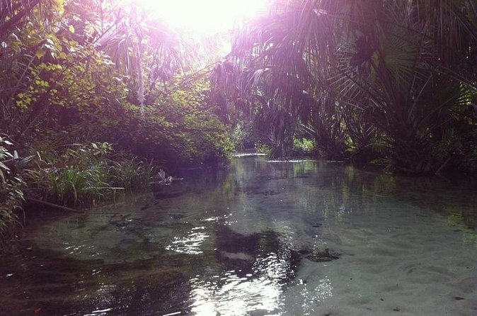 Silver Springs Self Guided Clear Kayak Rentals - Reaching the main spring