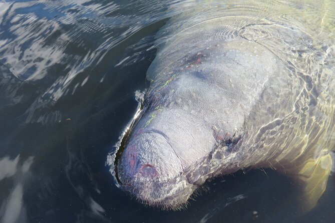 Small Group Manatee Discovery Kayak Tour near Orlando - Why this Blue Spring paddle is special