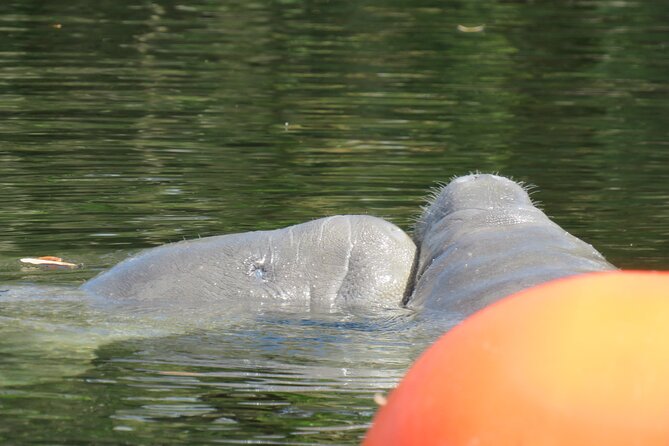 Small Group Manatee Discovery Kayak Tour near Orlando - What to wear and pack