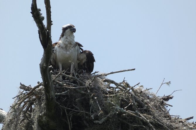 Small Group Scenic Wekiva River Kayak Tour near Orlando - Wildlife sightings are part of the fun