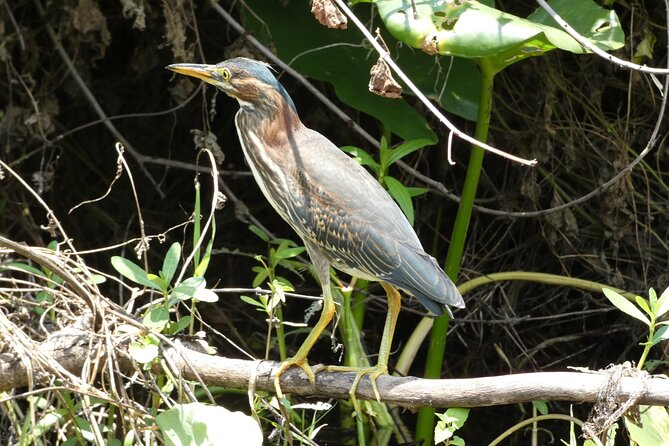 Small Group Scenic Wekiva River Kayak Tour near Orlando - Returning at an easy pace