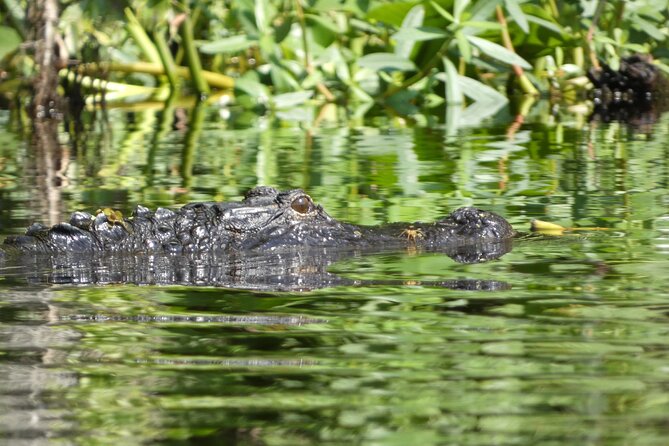 Small Group Scenic Wekiva River Kayak Tour near Orlando - Paddling through the Wekiva River