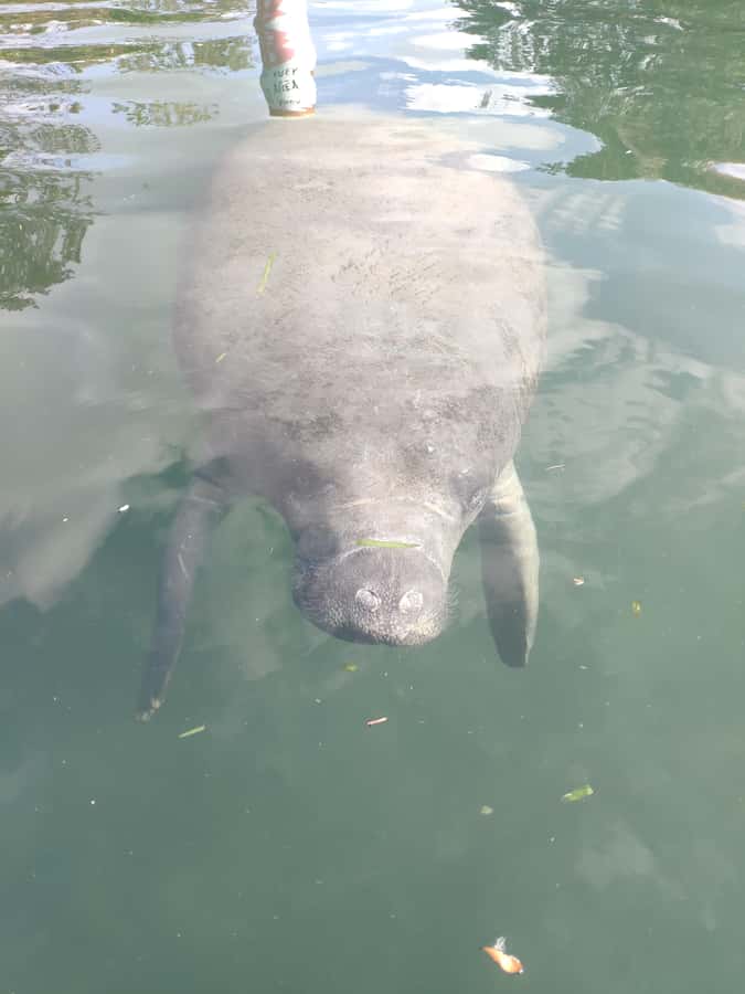 Small Group Silver Springs State Park Day Tour from Orlando - What the $75 price really covers