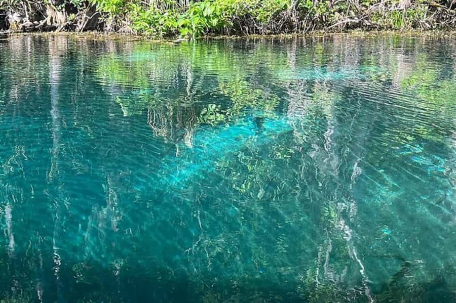 Small Group Silver Springs State Park Day Tour from Orlando - Practical ways to make the day better