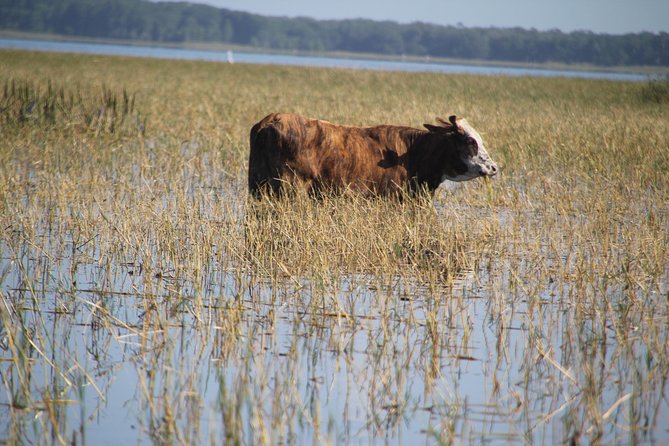VIP Private Airboat Tour near Orlando - Searching for alligators, turtles, and birds
