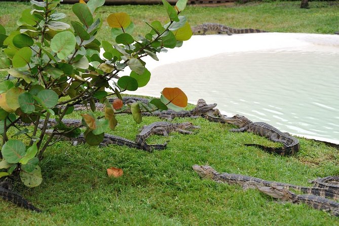 VIP Private Airboat Tour near Orlando - Gator Oasis gives you the close encounter