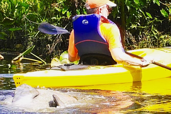 Wekiva River Guided Kayak Tour - Why the Wekiva River is worth your morning