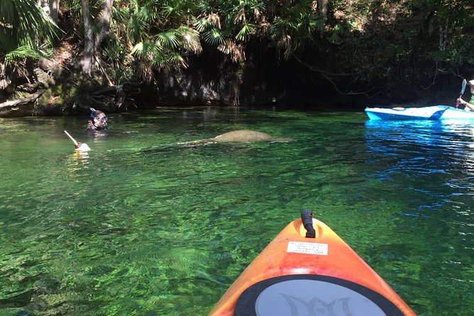 Wekiva River Guided Kayak Tour - Wildlife watching without a zoo fence