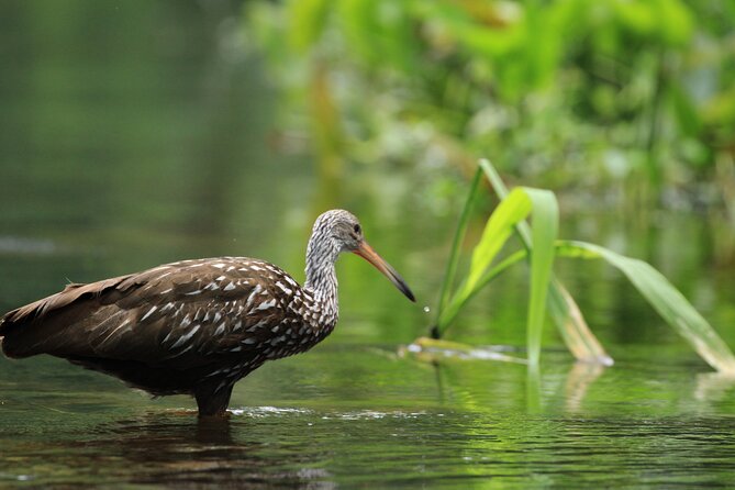 Wekiva Wildlife Kayaking Adventure Tour - Tandem kayaks and family planning
