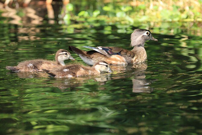 Wekiva Wildlife Kayaking Adventure Tour - Is $55 a fair price?