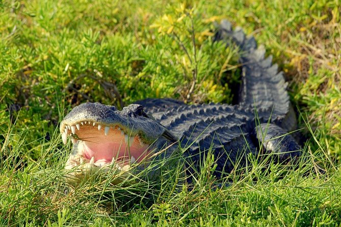 Wild Florida Adventure Package Tour with Hotel Pickup & Lunch - Walking through the wildlife park