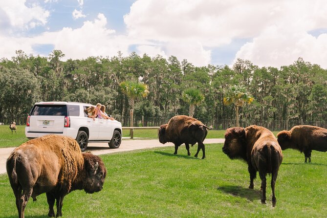 Wild Florida Drive-Thru Safari and Gator Park Admission - A self-guided safari that gives you room to breathe