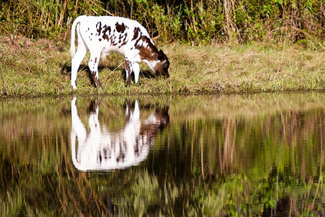 Wild Florida Drive-Thru Safari and Gator Park Admission - Giraffe feeding is the big extra