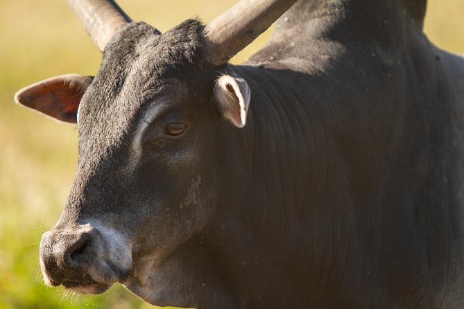 Wild Florida Drive-Thru Safari and Gator Park Admission - Why Gator Park makes the $35 price work