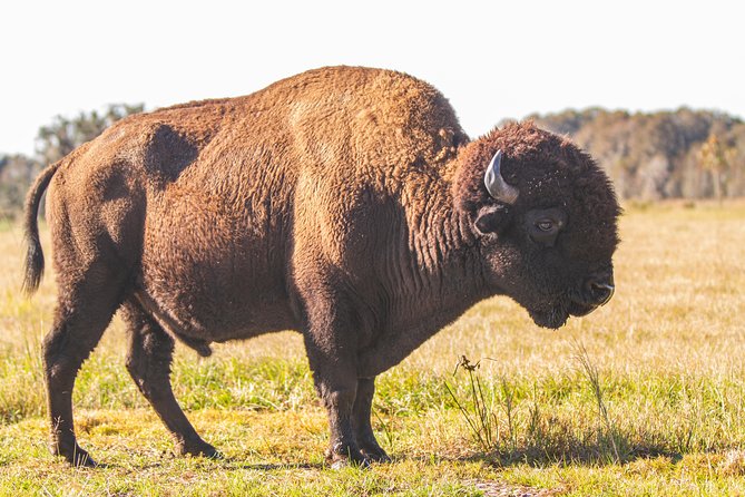 Wild Florida Drive-Thru Safari and Gator Park Admission - Food, drinks, and the pace of the day