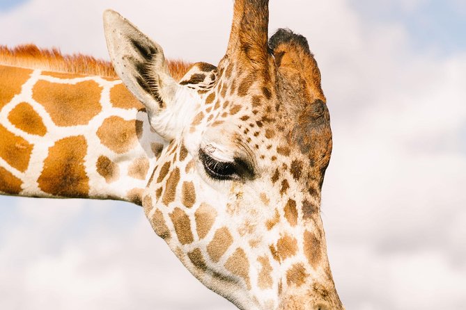 Wild Florida Drive-Thru Safari and Gator Park Admission - The drive from Orlando is part of the decision