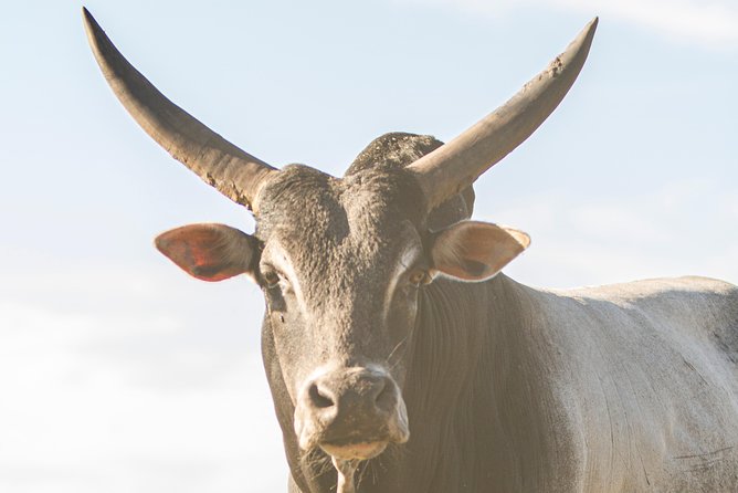 Wild Florida Drive-Thru Safari and Gator Park Admission - What $35 gets you
