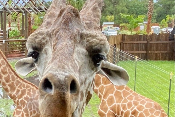 Wild Florida Drive-Thru Safari and Gator Park Admission - The alligator pond and Florida’s nuisance program